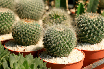 close up cactus