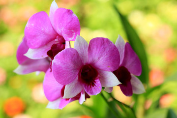 Naklejka na ściany i meble Pink orchid flowers