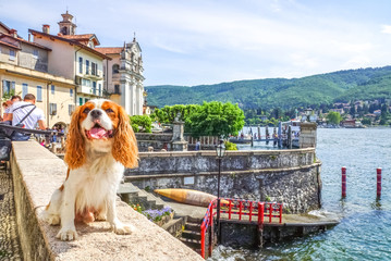 Hund auf Reisen, Italien