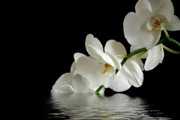 white orchid on black background reflected in the water 