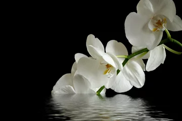 Tuinposter witte orchidee op zwarte achtergrond weerspiegeld in het water © AlexZlat