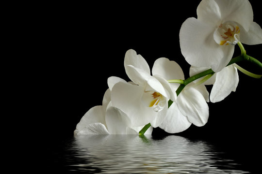 Fototapeta white orchid on black background reflected in the water 