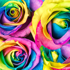 Plakat Rainbow rose