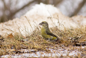 Red crossbill female on the dry grass