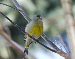 Fototapeta premium Greenfinch on the branch