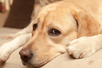 Worried Labrador on the sofa - enhanced colors