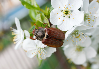 chafer