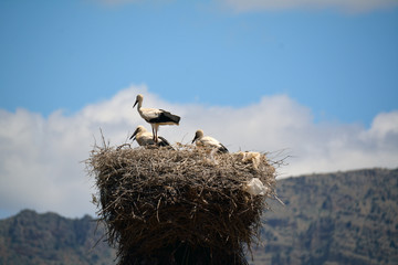 Storks resting in a nest