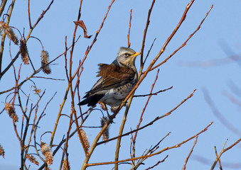 Fieldfare on the branch