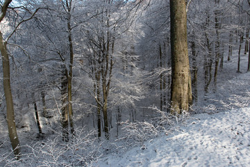 Fototapeta na wymiar bosco d'inverno - monte Generoso