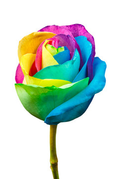 Rainbow Rose