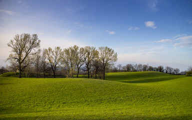 Fototapeta premium spring landscape