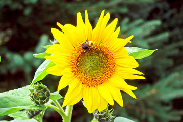 Sunflower with Bumble Bee Harvesting Pollen from Close