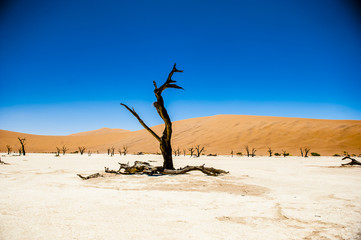 Deadvlei, Sossusvlei,Namibia