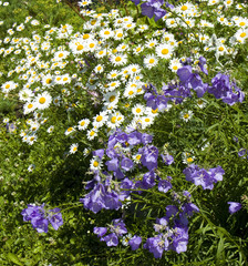 Camomiles (ox-eye daisy) and bellflower