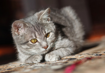 gray striped pussy playing