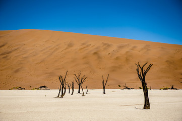 Deadvlei, Sossusvlei,Namibia