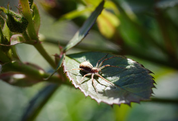 Spider on a green leaf