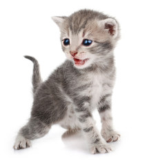 Obraz premium Gray kitten crying