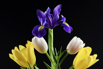 Tulips and irises