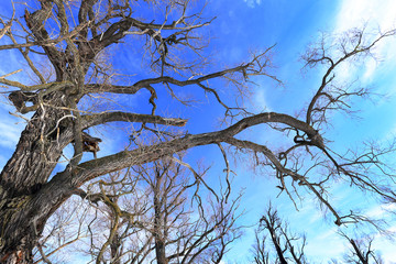 crown of oak trees without leaves against the sky
