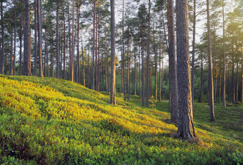 Obraz premium Pine Forest