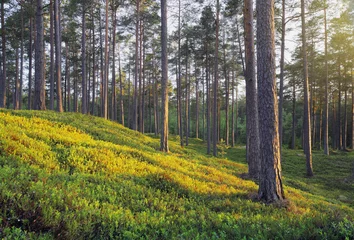 Zelfklevend Fotobehang Pine Forest © Stocksnapper