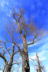 Fototapeta na wymiar crown of oak trees without leaves against the sky