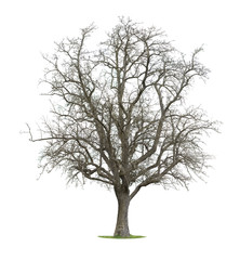 Isolated Tree