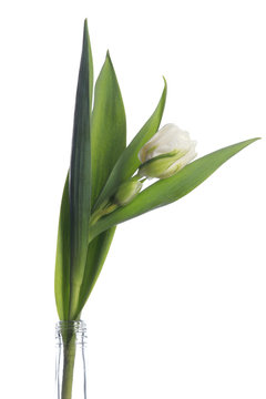 white tulip on white background