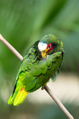 parrot