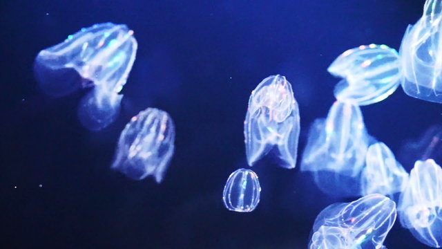 glowing Jellyfish in Atlantic Ocean, Comb Jellyfish illuminate