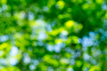 natural green background