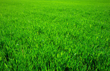 grass texture