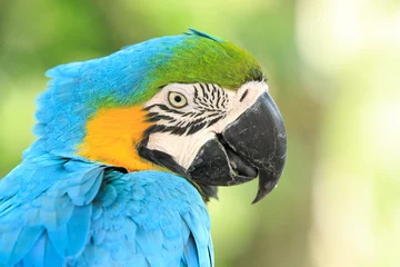 Foto op Plexiglas parrots © Pakhnyushchyy