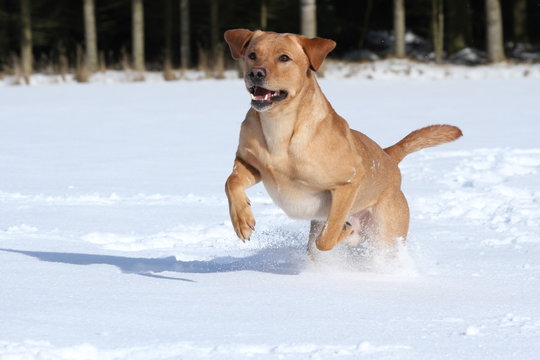 Labrador (beige) im Schnee