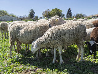 Fototapeta premium Flock of sheep in the field