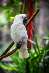 White Parrot