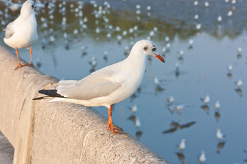 Seagull resting on concrete structure
