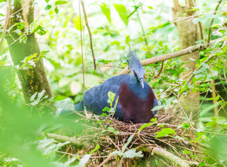 Victoria crowned pigeon in the nest