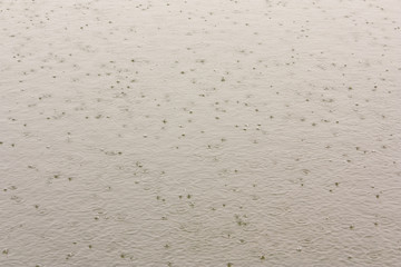 Water surface with lightly raining drops