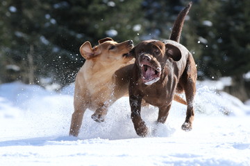 Zwei rennende Hunde im Schnee (Labrador)