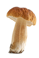 porcini mushrooms. Cep on white background