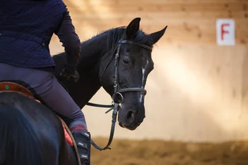 Foto op geborsteld aluminium Paardrijden Rider on the horse
