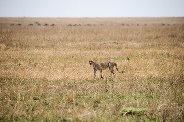 Naklejka na ściany i meble guépard en chasse - Parc du Serengenti Savane aride
