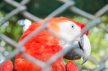 Red parrot behind fence
