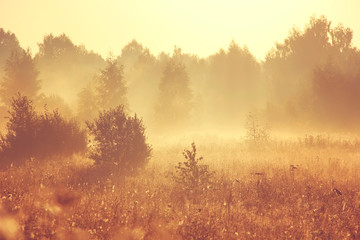 золотистый летний рассвет с туманом