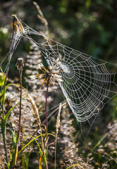 Spiders Web with Water Drops on the Meadow, Sunny Dawn, Poland