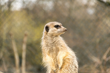 Erdmännchen