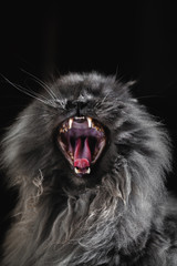 Naklejka na ściany i meble Persian cat yawning